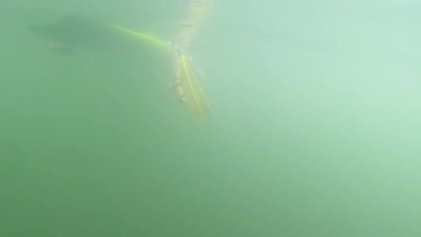 Onderwaterzicht Van Peddelboarders Die Voorbijgaan Terwijl Planken Zitten — Stockvideo