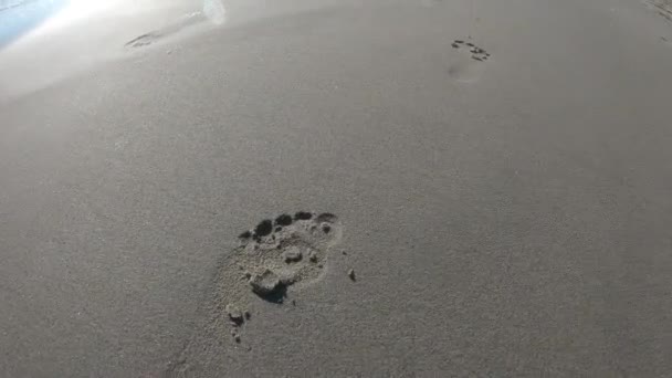 Ακολουθώντας Βήματα Στην Άμμο Στην Παραλία Δίπλα Στον Ωκεανό — Αρχείο Βίντεο