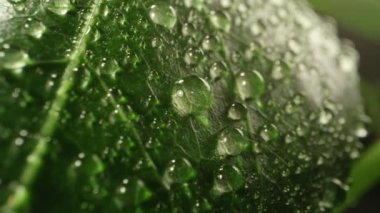 Makro görünümde çiy damlaları yaprağı kaplar.