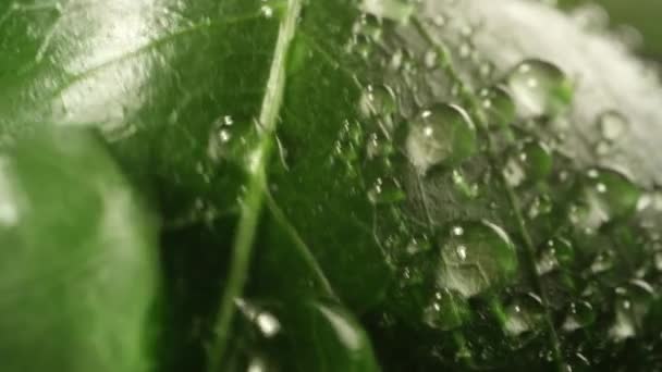 葉に落ちる水のマクロは 液滴と端からロールを収集します — ストック動画