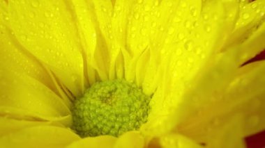 Makro görüntüdeki çiçekler yavaşça suyla sırılsıklam oluyor..
