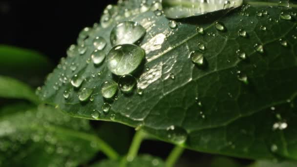 Macro Foglie Piante Ricoperte Gocce Rugiada Mentre Rotolano Dal Congedo — Video Stock