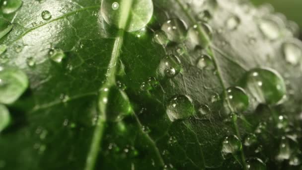 Makroaufnahme Von Wassertropfen Auf Grünen Blättern Die Abrollen Und Herunterfallen — Stockvideo