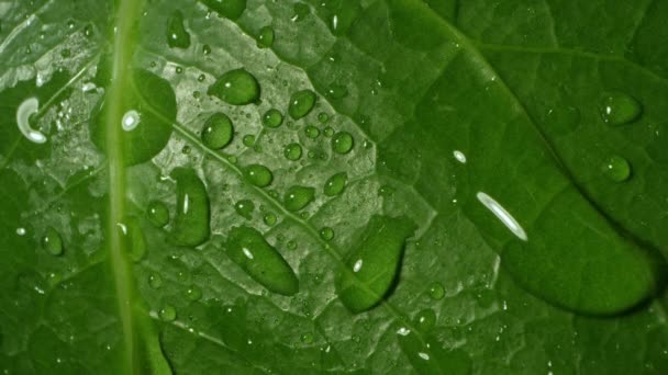 Macro Acqua Che Muove Superficie Foglia Ricoperta Gocce Rugiada — Video Stock