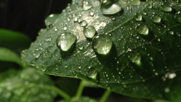 Chuva Espirrando Folha Gotas Visualização Macro Água Como Eles Reúnem — Vídeo de Stock