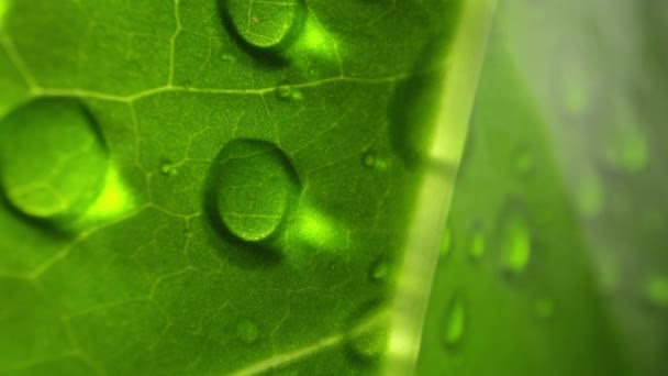 물방울 정맥을 이동하는 나뭇잎 매크로보게 — 비디오