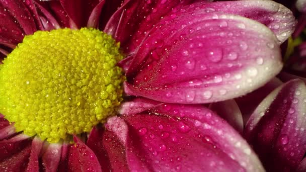 Flores Molhadas Com Água Girando Lentamente Vista Macro Mostrando Detalhes — Vídeo de Stock