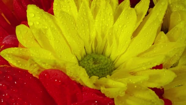 彩花在花束中旋转时的近景 — 图库视频影像