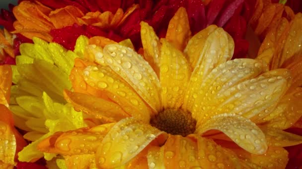 Wassertropfen Auf Blumen Während Sie Sich Langsam Strauß Drehen — Stockvideo