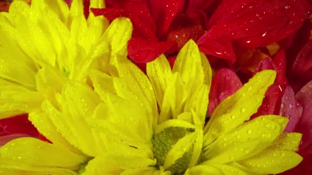 Sárga vörös és narancssárga virágok forognak, mivel vízzel nedvesek..