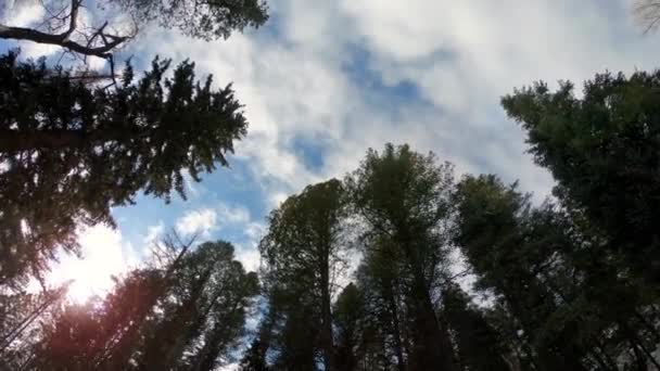 Возвышающийся Вид Воздуха Сквозь Деревья Вращающиеся Небо Почему Вспыхивает Солнце — стоковое видео