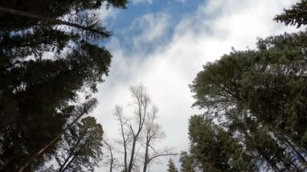Ormandan Yükseliyor Bulutlu Bir Günde Gökyüzüne Bakıyor — Stok video
