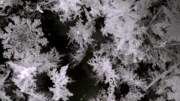 Macro Snowflakes Have Fallen Black Background — Stock Video