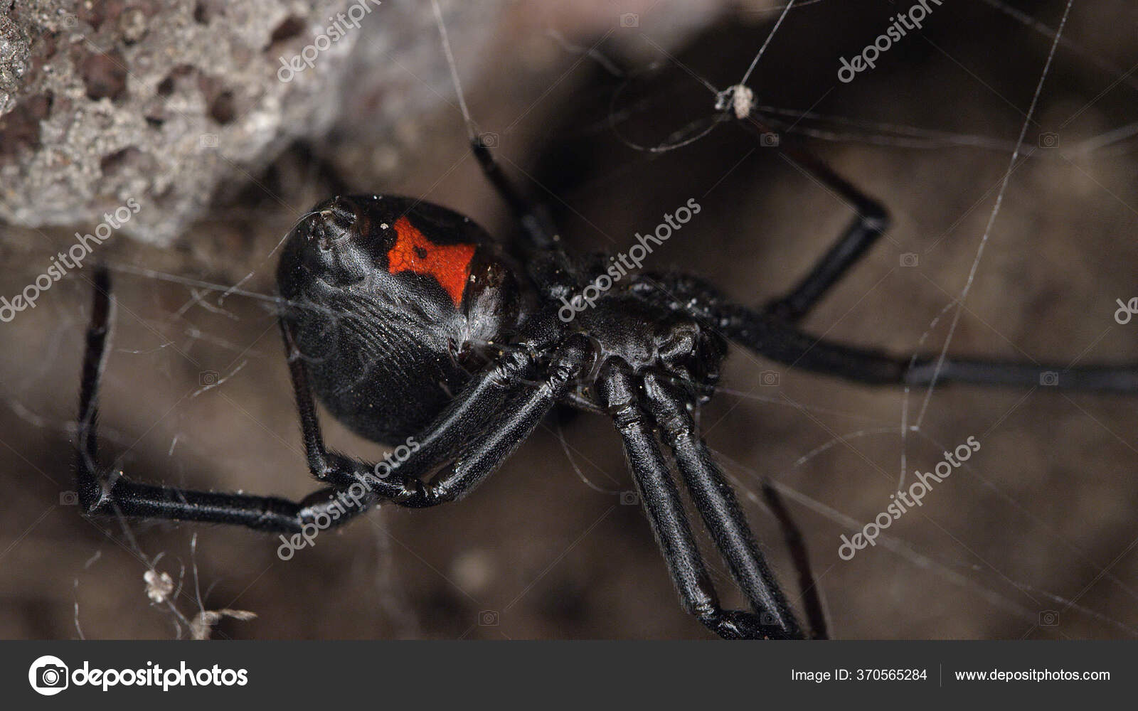 下に赤い砂時計を示す岩の下のウェブ上の黒い未亡人クモ ストック写真 C Stockfootage