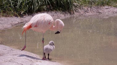 Anne ve yavru flamingo bir göletin kenarında tek ayak üzerinde duruyor..