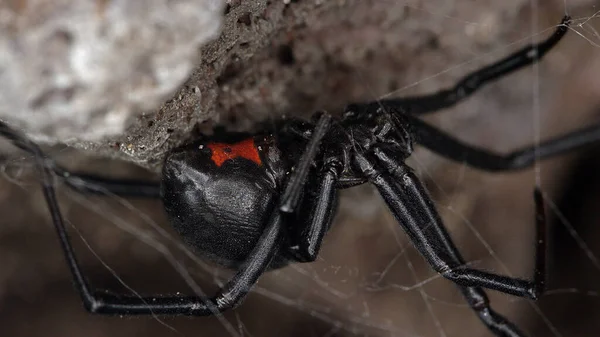 Kara Dul Örümcek, kaya çıkıntısının altında, kırmızı kum saati görünüyor..