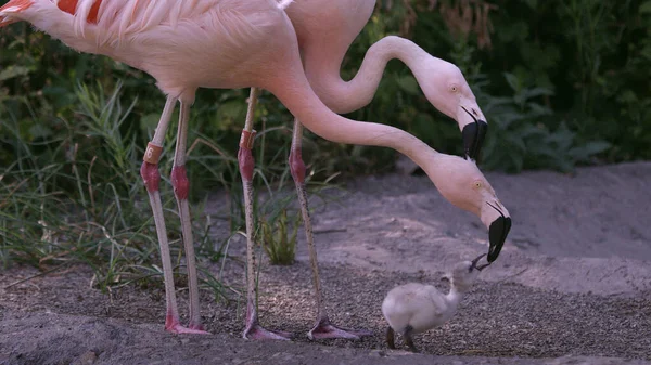Dois Flamingos Adultos Tentando Alimentar Mesma Garota Mesmo Tempo Confundindo — Fotografia de Stock