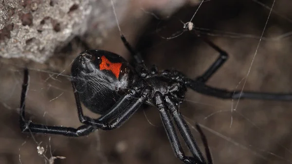 Μαύρη Χήρα Αράχνη Στο Διαδίκτυο Κάτω Από Βράχο Δείχνει Κόκκινη Εικόνα Αρχείου