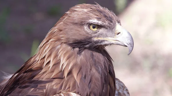 Vulturul Aur Uită Depărtare Timp Uită Intens Imagini stoc fără drepturi de autor