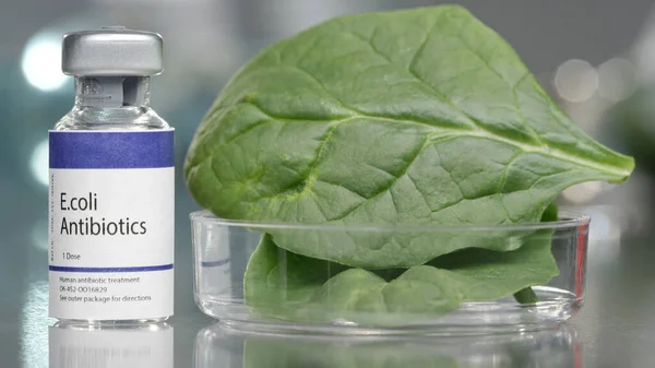 Tıbbi laboratuarda ıspanak kasesinin yanında E.coli antibiyotikleri.