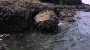 Oregon Sahili 'nde üzerinde deniz yaşamı olan bir kayanın etrafında dönüyor..