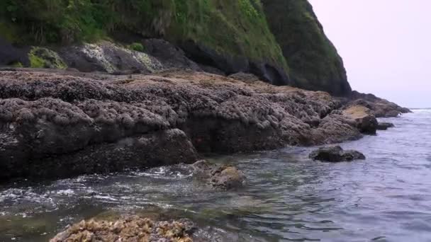 Oregon Sahilindeki Deniz Yıldızlarını Görmek Kayalık Bir Maliyet — Stok video