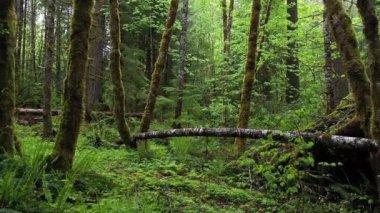 Oregon 'daki yeşil ormanda Hobbit patikası boyunca yavaşça uçuyor..