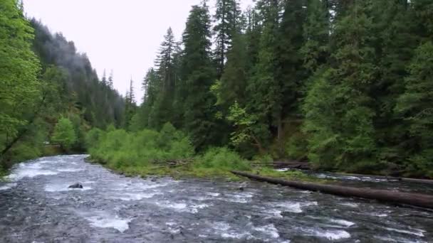 Survoler Lentement Rivière Aval Avec Feuillage Vert Oregon — Video