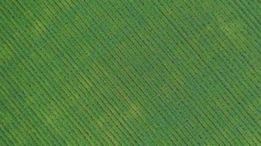 Çimenli tarım alanı üzerinde dönen hava manzarası yere doğru iniyor..