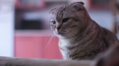 İskoç fold kedi etrafına bir bak. Çırpma aletleri renk.