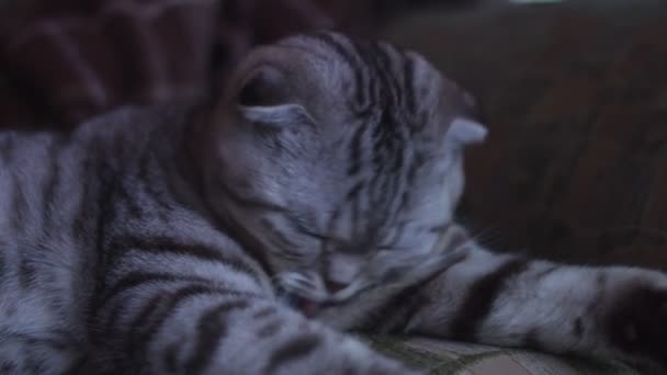 LOW MOTION: gato muito bonito está se lavando. Gato engraçado peludo lambe a pata e esfrega o nariz. Escocês cinzento a dobrar de manhã. Um gatinho fazendo higiene diária . — Vídeo de Stock