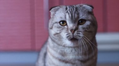 İskoç fold kedi etrafına bir bak. Çırpma aletleri renk.