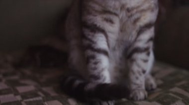 İskoç fold kedi etrafına bir bak. Çırpma aletleri renk.