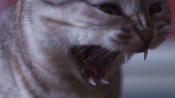 Katze mit großen Augen — Stockvideo