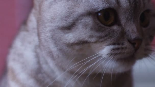 Scottish fold cat look around. Whisks color. — Stock Video