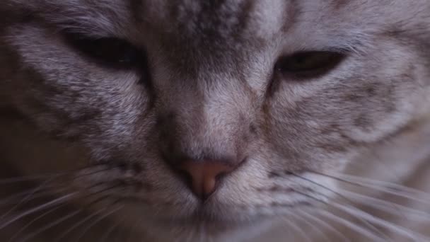 Scottish fold cat look around. Whisks color. — Stock video