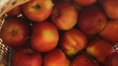 Seçme ve elma vasıl belgili tanımlık stok satın alma