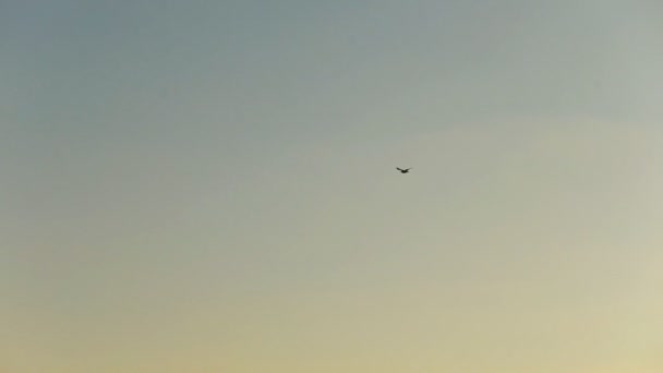 Hermoso clima y cielo azul en otoño. Aves volando . — Vídeo de stock