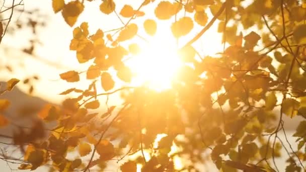 Hermosas hojas coloridas de otoño soplando en un viento en un campo . — Vídeos de Stock