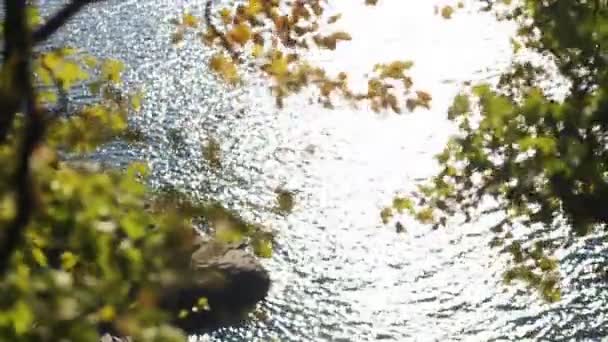 Grüne Blätter, die der Wind weht, in einem Naturpark auf dem Land. — Stockvideo