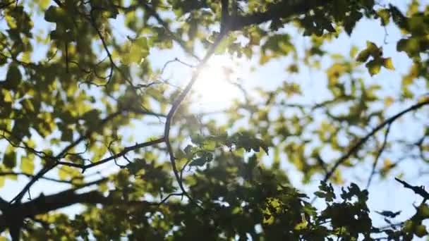 Feuilles vertes soufflant par le vent dans un parc naturel à la campagne . — Video