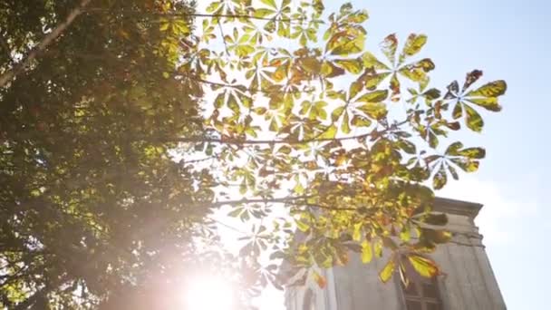 Beautiful autumn , yellow leafs and calm blue sky background — Stock Video