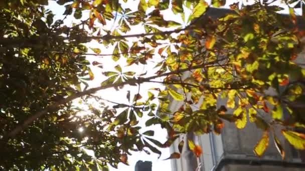 Bellissimo autunno, foglie gialle e calmo sfondo cielo blu — Video Stock