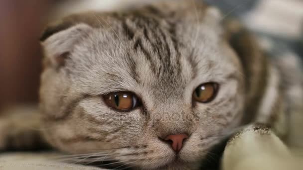 Gato con ojos grandes — Vídeos de Stock