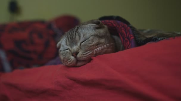 Scottish fold tříbarevné kotě spí na pohovce, Pan zastřelil — Stock video