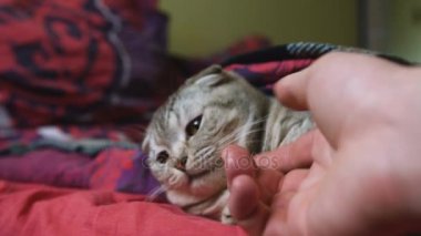 Yapan ve beyaz adam bir beşlik veren gri kedi