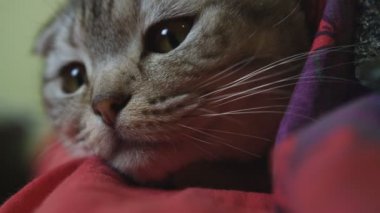 iri gözlü kedi