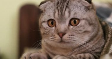 iri gözlü kedi