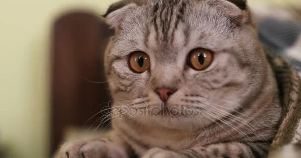 大眼睛的猫 — 图库视频影像