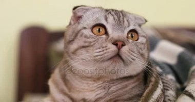 Yapan ve beyaz adam bir beşlik veren gri kedi